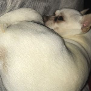 Meet your Posher, Daisy